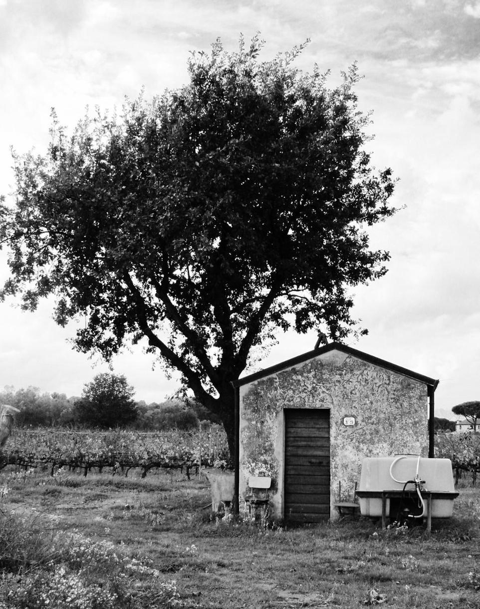 La Cipriana Villa Castagneto Carducci Dış mekan fotoğraf